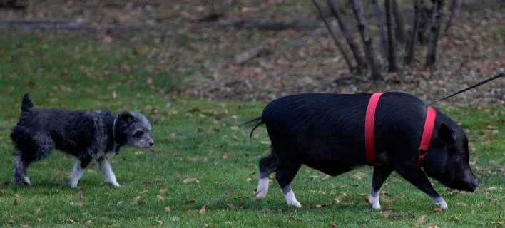 Φόβοι για το περιβάλλον στην Ισπανία- Τα γουρούνια είναι περισσότερα από τους κατοίκους